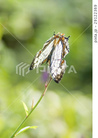 イシガケチョウ 29122369