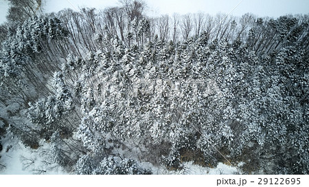 冬の森林 29122695