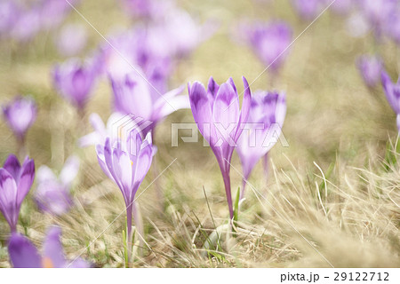 Spring crocus flowers Spring crocus flowers 29122712
