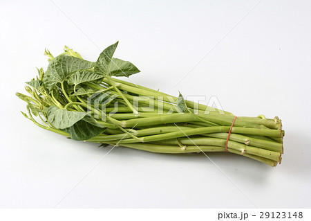 Chinese morning glory on white background. Chinese morning glory on white background. 29123148
