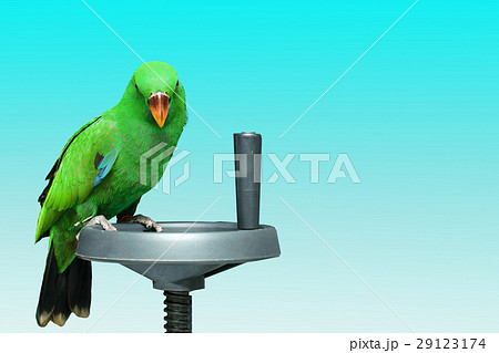 Male Eclectus Parrot, age two months. 29123174