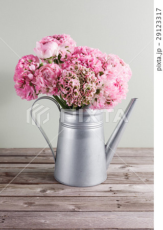 pink persian buttercup flowers. Curly peony pink persian buttercup flowers. Curly peony 29123317