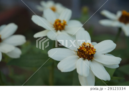 百日草 百日草 29123334