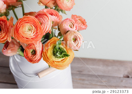 Orange and yellow persian buttercup flowers 29123373