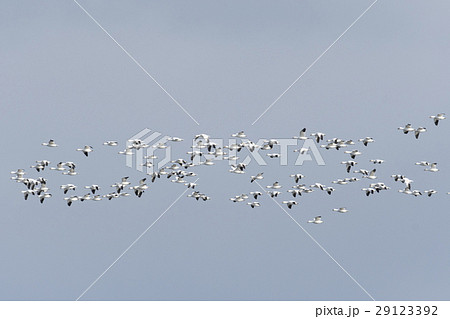 ハクガン群飛 ハクガン群飛 29123392