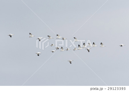 ハクガン群飛 ハクガン群飛 29123393