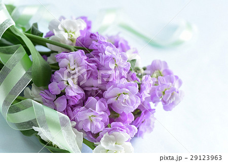 ストックの花束 29123963