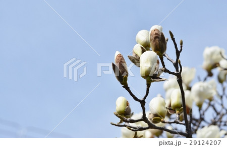 ハクモクレン 29124207