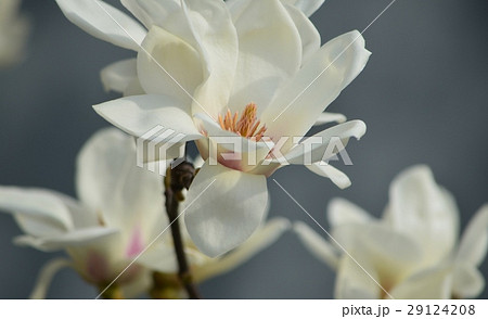 ハクモクレン 29124208