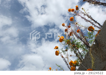 中国 東チベット ギャロンチベット族の村、中路郷に咲いていた花 中国 東チベット ギャロンチベット族の村、中路郷に咲いていた花 29124522