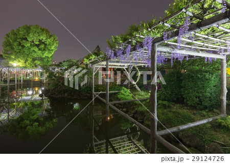 ライトアップされた亀戸天神の藤棚と水面の反射(HDR)_a ライトアップされた亀戸天神の藤棚と水面の反射(HDR)_a 29124726