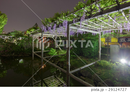 ライトアップされた亀戸天神の藤棚と水面の反射(HDR)_b ライトアップされた亀戸天神の藤棚と水面の反射(HDR)_b 29124727