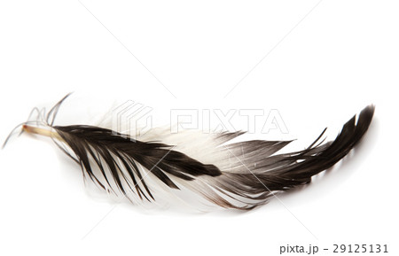 Single feather isolated on white background 29125131