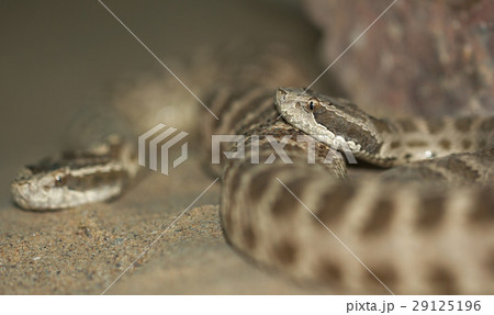 snake. macro snake. macro 29125196