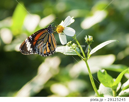 スジグロカバマダラ 29125245