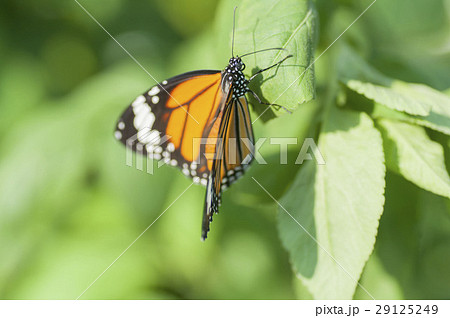 スジグロカバマダラ 29125249