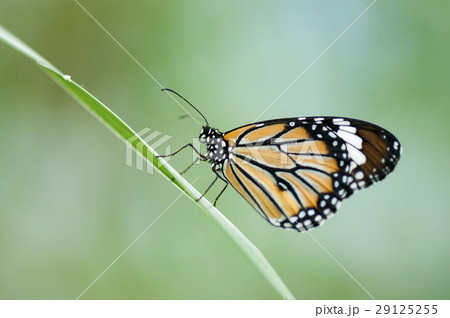 スジグロカバマダラ 29125255