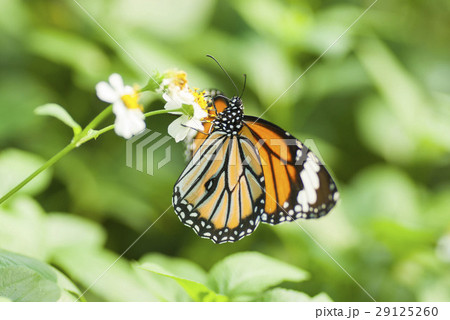 スジグロカバマダラ スジグロカバマダラ 29125260