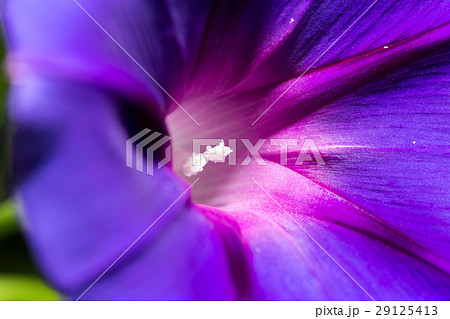 purple flower. close purple flower. close 29125413