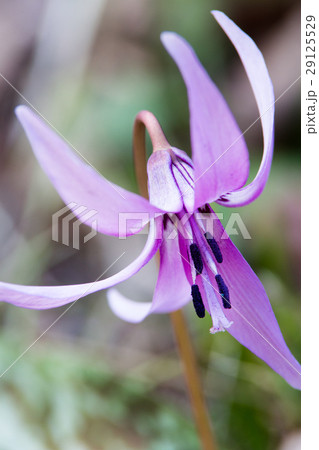 カタクリの花 29125529