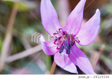 カタクリの花 29125530