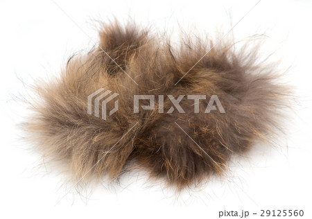 fur on white background fur on white background 29125560