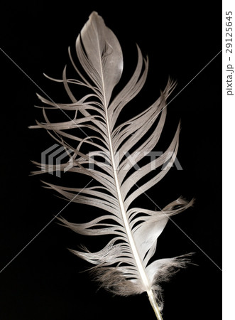 feather on a black background feather on a black background 29125645