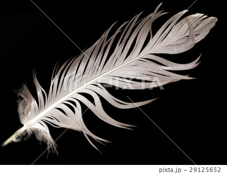 feather on a black background feather on a black background 29125652
