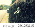 草 壁 かべ 29125815