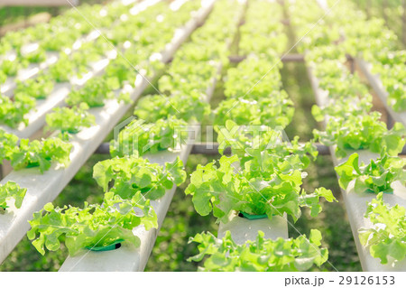 Hydroponics green vegetable farm Hydroponics green vegetable farm 29126153