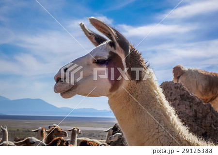 Lamas herd in Bolivia Lamas herd in Bolivia 29126388