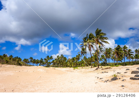 Palm trees on Anakena beach, easter island 29126406