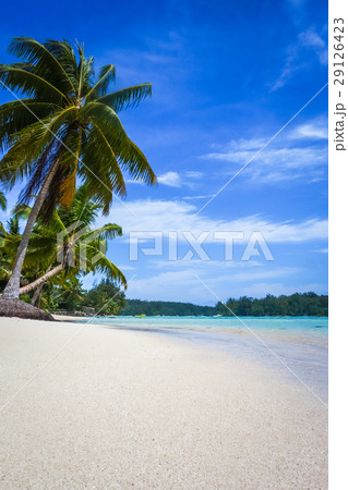 Paradise beach and lagoon in Moorea Island 29126423