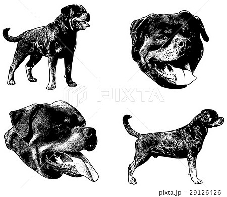 rottweiler dog sketch illustration 29126426