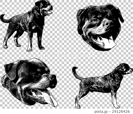 rottweiler dog sketch illustration 29126426