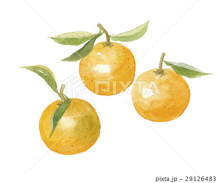 橙　ダイダイ 29126483