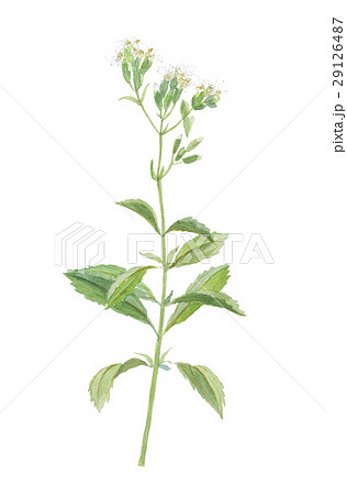 ステビアの花 ステビアの花 29126487