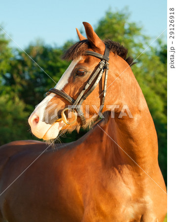 portrait of sorrel welsh pony 29126918