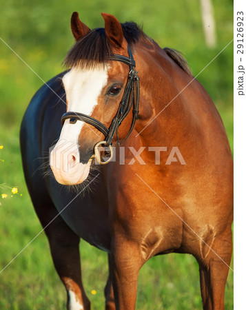 portrait of sorrel welsh pony 29126923