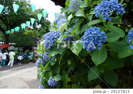白山神社のアジサイ 29127813