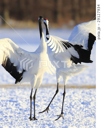 タンチョウ 29127934