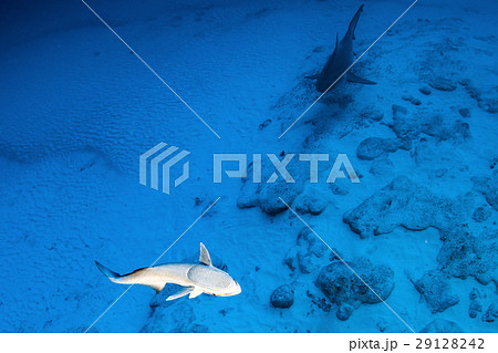 bull shark in the blue ocean background  29128242