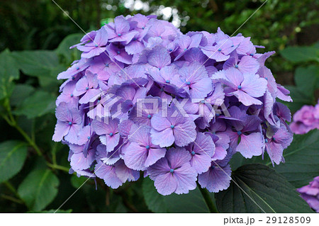 アジサイ アジサイ 29128509