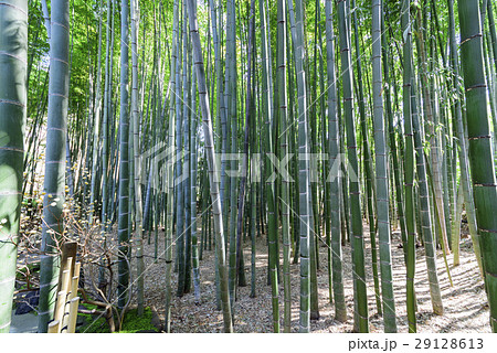 竹林 鎌倉 報国寺 竹林 鎌倉 報国寺 29128613
