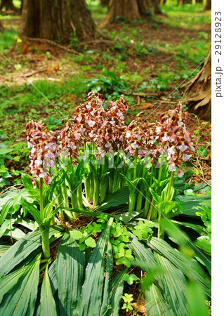 日本の野の花・日本固有種のエビネ（ジエビネ）の可憐な花・縦位置の写真素材 [29128923] - PIXTA