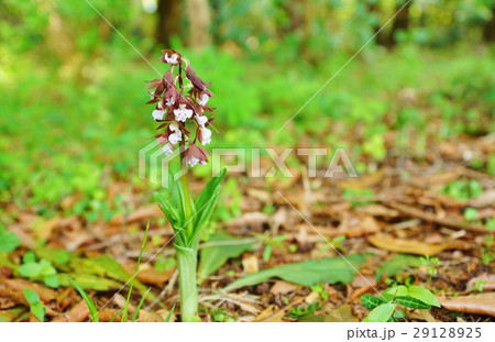 日本の野の花 日本固有種のエビネ ジエビネ の可憐な花 一株横位置の写真素材