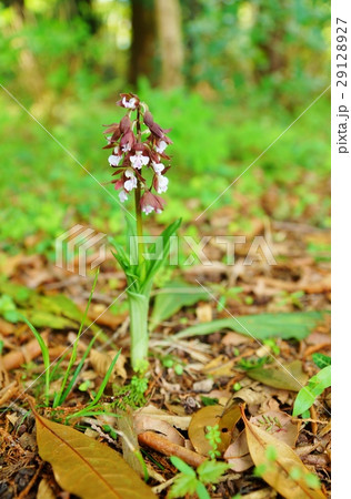 日本の野の花・日本固有種のエビネ(ジエビネ)の可憐な花・一株縦位置 日本の野の花・日本固有種のエビネ(ジエビネ)の可憐な花・一株縦位置 29128927
