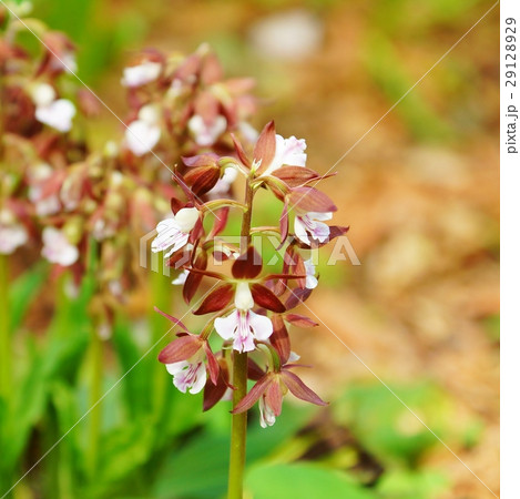 日本の野の花・日本固有種のエビネ(ジエビネ)の可憐な花・正方形 日本の野の花・日本固有種のエビネ(ジエビネ)の可憐な花・正方形 29128929