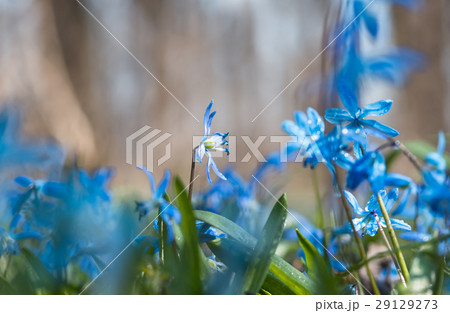 Blue blossom flowers spring snowdrop Scilla Squill 29129273