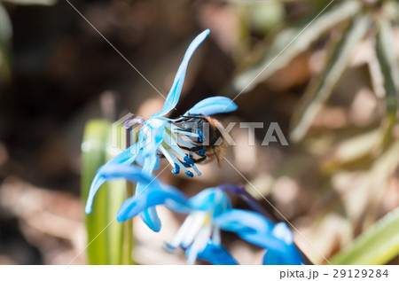 Bee on a blue flower spring snowdrop Scilla Squill 29129284
